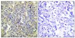 Phospho-Caspase 9 (Thr125) Antibody in Immunohistochemistry (Paraffin) (IHC (P))