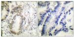 Phospho-C/EBP alpha (Ser21) Antibody in Immunohistochemistry (Paraffin) (IHC (P))