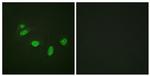 Phospho-ETS1 (Thr38) Antibody in Immunocytochemistry (ICC/IF)