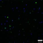 Phospho-GATA1 (Ser310) Antibody in Immunocytochemistry (ICC/IF)