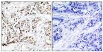 Phospho-JNK1 (Thr183) Antibody in Immunohistochemistry (Paraffin) (IHC (P))