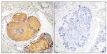 Phospho-FADD (Ser191) Antibody in Immunohistochemistry (Paraffin) (IHC (P))