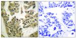 Phospho-GRF-1 (Tyr1105) Antibody in Immunohistochemistry (Paraffin) (IHC (P))