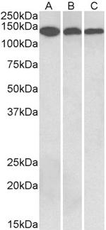 Contactin 1 Antibody in Western Blot (WB)