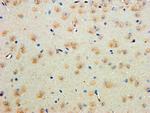 Contactin 1 Antibody in Immunohistochemistry (Paraffin) (IHC (P))