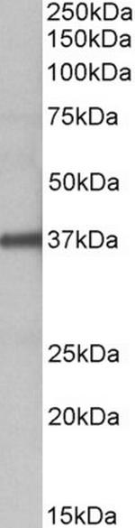 FUT2 Antibody in Western Blot (WB)