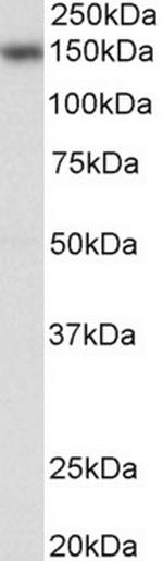 NFATC3 Antibody in Western Blot (WB)