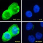 P2X4 Antibody in Immunocytochemistry (ICC/IF)