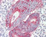 P2X4 Antibody in Immunohistochemistry (Paraffin) (IHC (P))