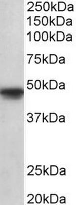 OCT6 Antibody in Western Blot (WB)