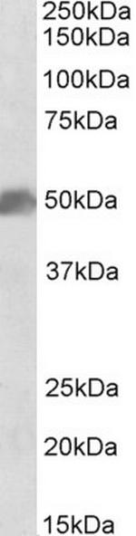 SOX10 Antibody in Western Blot (WB)