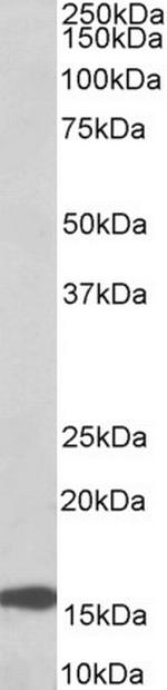 RPL23 Antibody in Western Blot (WB)