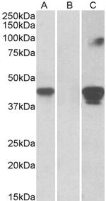 SLAMF8 Antibody in Western Blot (WB)