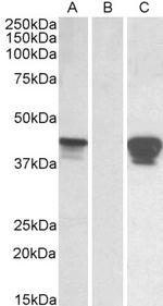 SLAMF8 Antibody in Western Blot (WB)