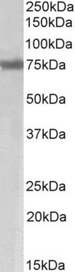 Axotrophin Antibody in Western Blot (WB)