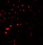 Aquaporin 2 Antibody in Immunohistochemistry (Paraffin) (IHC (P))