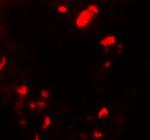 UBIAD1 Antibody in Immunohistochemistry (Paraffin) (IHC (P))