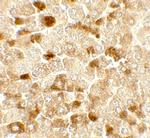 UBIAD1 Antibody in Immunohistochemistry (Paraffin) (IHC (P))