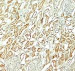 NOX3 Antibody in Immunohistochemistry (Paraffin) (IHC (P))