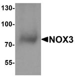 NOX3 Antibody in Western Blot (WB)