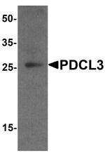 PDCL3 Antibody in Western Blot (WB)