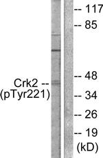 Phospho-Crk (Tyr221) Antibody in Western Blot (WB)