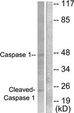 Caspase 1 (Cleaved Asp210) Antibody in Western Blot (WB)