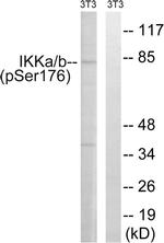 Phospho-IKK alpha/beta (Ser176, Ser177) Antibody in Western Blot (WB)