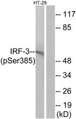 Phospho-IRF3 (Ser385) Antibody in Western Blot (WB)