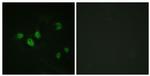 Phospho-SP1 (Thr453) Antibody in Immunocytochemistry (ICC/IF)