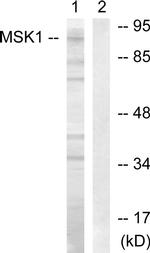 MSK1 Antibody in Western Blot (WB)