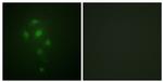 Phospho-MSK1 (Thr581) Antibody in Immunocytochemistry (ICC/IF)