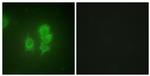 MSK1 Antibody in Immunocytochemistry (ICC/IF)