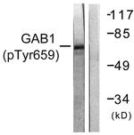 Phospho-GAB1 (Tyr659) Antibody in Western Blot (WB)