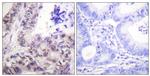 Phospho-Caspase 9 (Ser144) Antibody in Immunohistochemistry (Paraffin) (IHC (P))