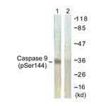 Phospho-Caspase 9 (Ser144) Antibody in Western Blot (WB)