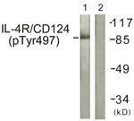 Phospho-IL4R (Tyr497) Antibody in Western Blot (WB)