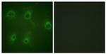 Phospho-CXCR2 (Ser347) Antibody in Immunocytochemistry (ICC/IF)