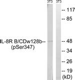 Phospho-CXCR2 (Ser347) Antibody in Western Blot (WB)