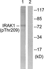 Phospho-IRAK1 (Thr209) Antibody in Western Blot (WB)