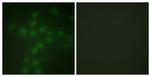 Phospho-TERT (Ser227) Antibody in Immunocytochemistry (ICC/IF)