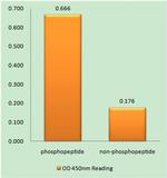 Phospho-TERT (Ser227) Antibody in peptide-ELISA (pep-ELISA)