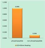 Phospho-Desmin (Ser60) Antibody in peptide-ELISA (pep-ELISA)