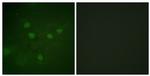 Phospho-NFAT5 (Ser1197) Antibody in Immunocytochemistry (ICC/IF)