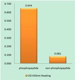 Phospho-NFAT5 (Ser1197) Antibody in peptide-ELISA (pep-ELISA)