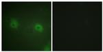 STAM2 Antibody in Immunocytochemistry (ICC/IF)