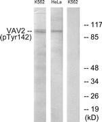 Phospho-VAV2 (Tyr142) Antibody in Western Blot (WB)