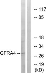 GFR alpha-4 Antibody in Western Blot (WB)