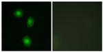 MSK1 Antibody in Immunocytochemistry (ICC/IF)