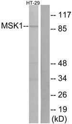 MSK1 Antibody in Western Blot (WB)